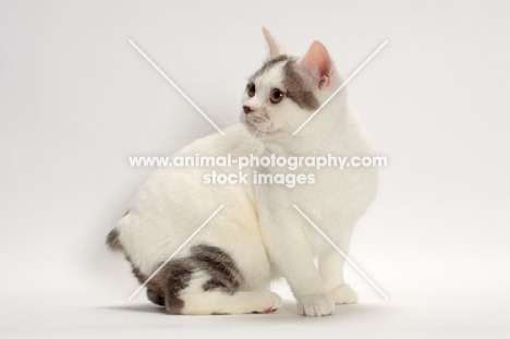 Blue Classic Tabby and White Manx