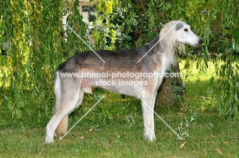 Saluki