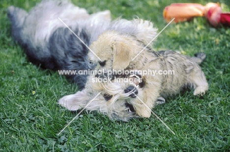Dandie Dinmont Terrier male playing with mustard coloured puppy