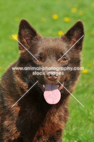 Australian Kelpie portrait