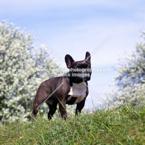 ch merrowlea opal of boristi, french bulldog standing on high ground