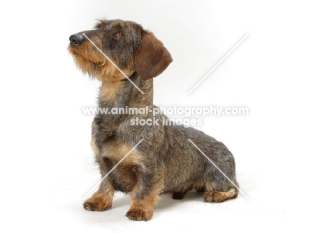 Dachshund Wirehaired on white background