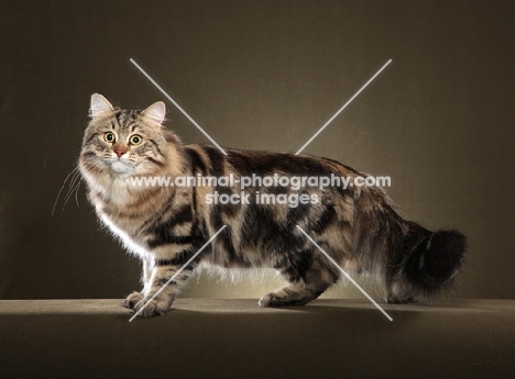 Siberian cat standing on brown background