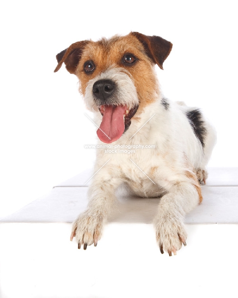 jack russell, lying down