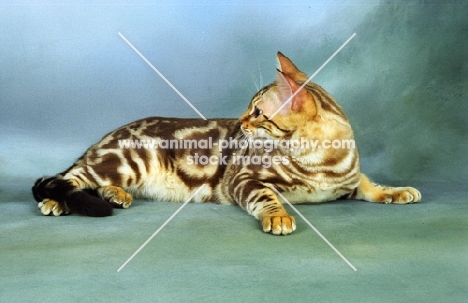 marble Bengal cat, lying down