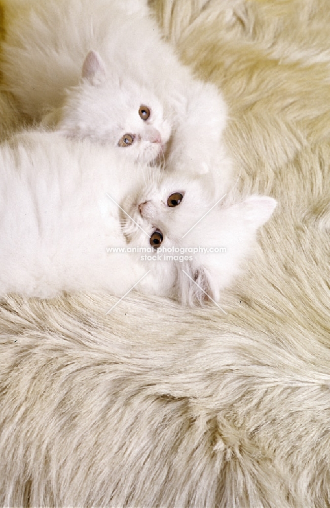 orange eyed white long haired cat and kitten