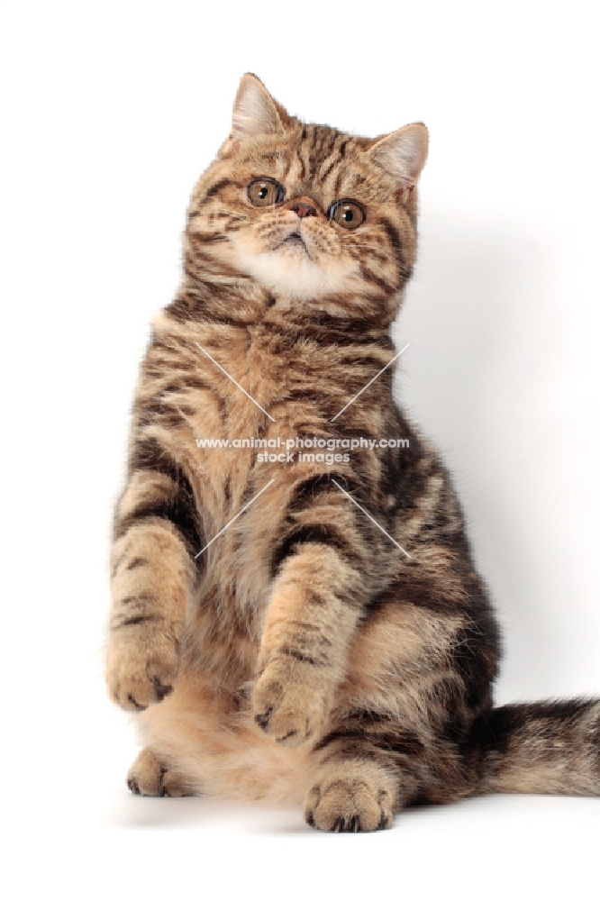 Exotic Shorthair on hind legs, brown classic tabby colour