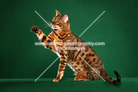 Bengal on green background, one leg up