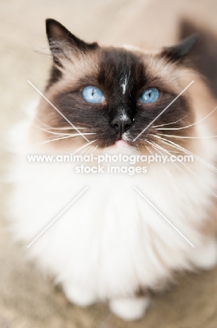 Ragdoll staring at camera