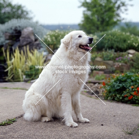 ch doveswing at sunshoo (bonny),  maremma sheepdog sitting on path