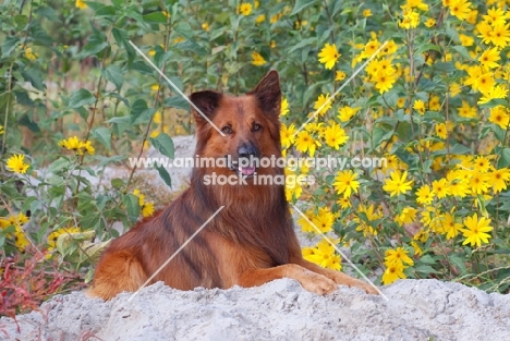 Harzer Fuchs near flowers