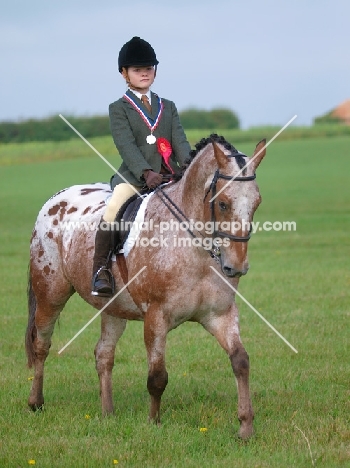 Winning appaloosa ridden by girl