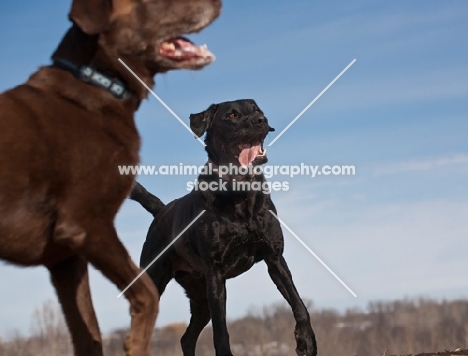 two Labradors outside