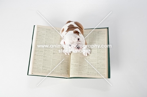 bulldog puppy on a book