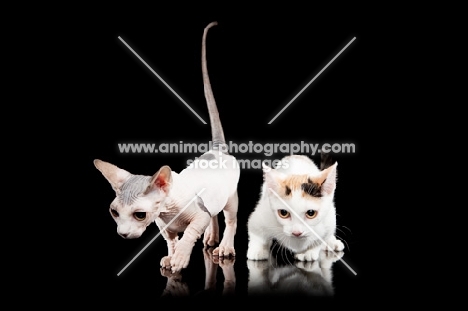 hairless and shorthaired Bambino cats on black background