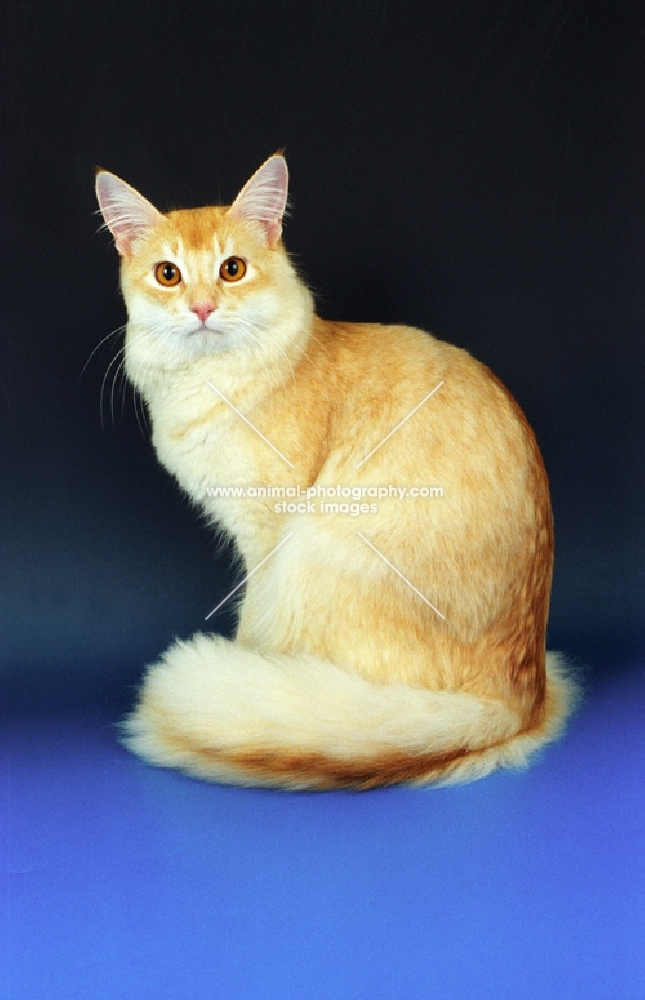 red silver Somali cat