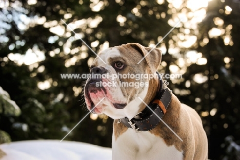 one year old Old English Bulldog