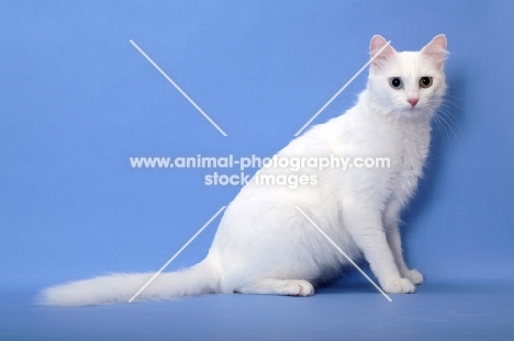 Turkish Van sitting on blue background