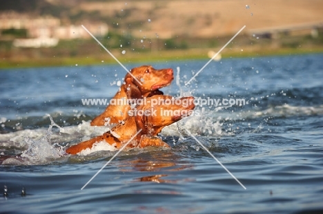 Hungarian Vizslas swimming
