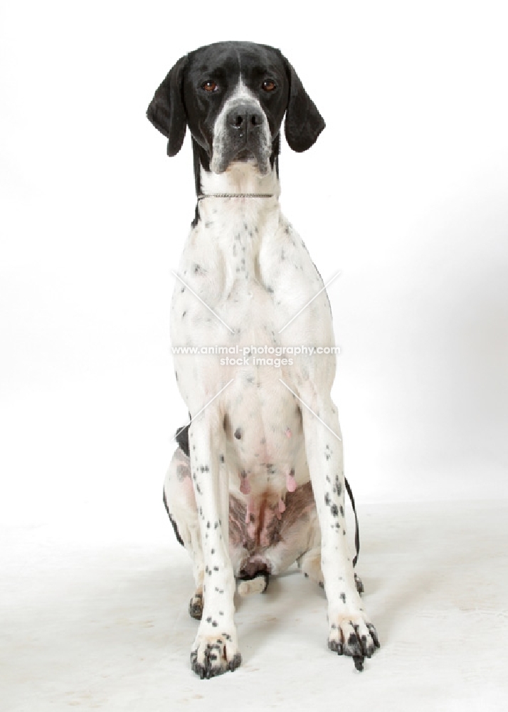 Australian Grand Champion Pointer, sitting