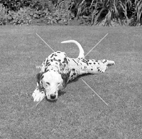 dalmatian dozing on grass