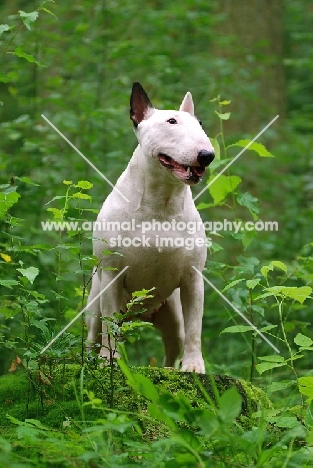 white Bull Terrier amongst greenery