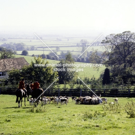 hunting scene, hounds drinking at water trough, vale of aylesbury hunt 