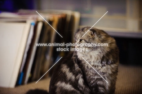 Scottish Fold Cat with records in the background. 