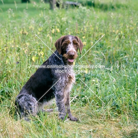 sh ch bareve beverley hills german wirehaired pointer sitting