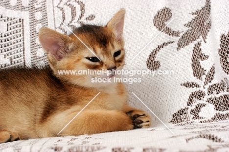 ruddy Abyssinian kitten resting 