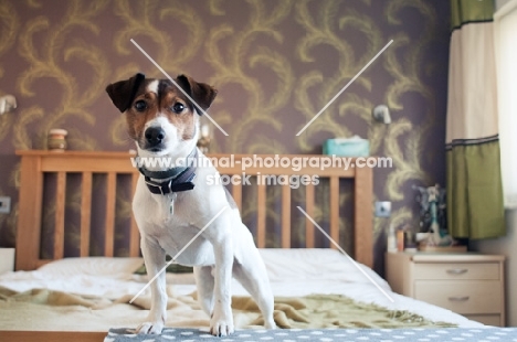 Jack Russell Terrier perched on the end of a bed