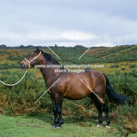 oakley jonathan 111, new forest stallion sire of peveril pickwick