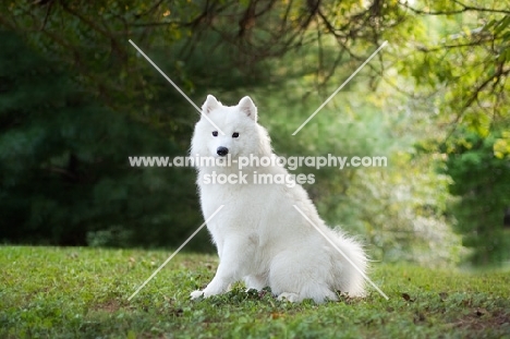 young Samoyed dog in park