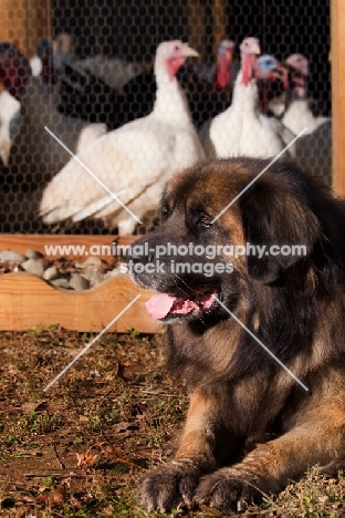 Leonberger near turkeys