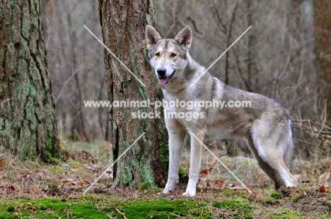 Saarloos Wolfhound