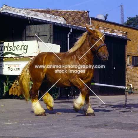 jutland mare, loose by mistake, at carlsberg brewery, copenhagen,  trotting off