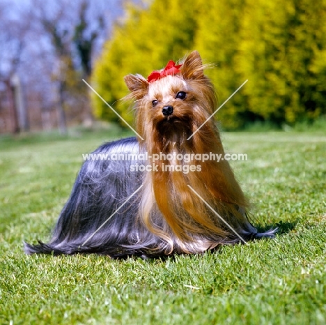 ch yadnum regal fare, yorkshire terrier looking gorgeous