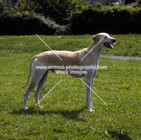 kamet rashid, sloughi standing on grass