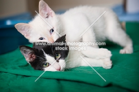 kitten lying on top of another kitten