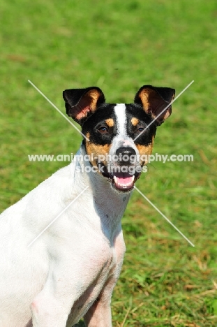 Ratonero Bodeguero Andaluz, (aka Andalusian Rat Hunting Dog), portrait