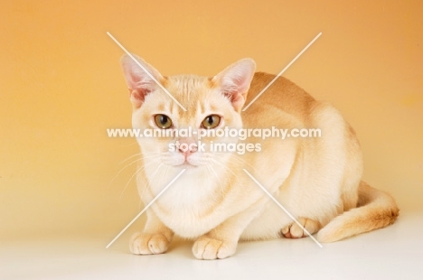 cream burmese crouching