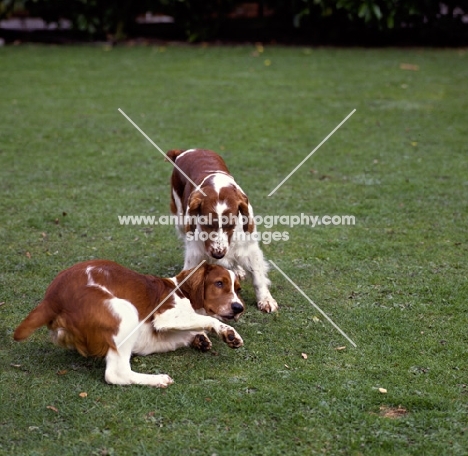 welsh springer spaniel puppies playing