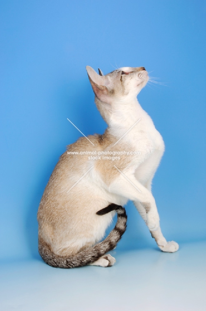 seal tabby and white oriental shorthair cat, looking up