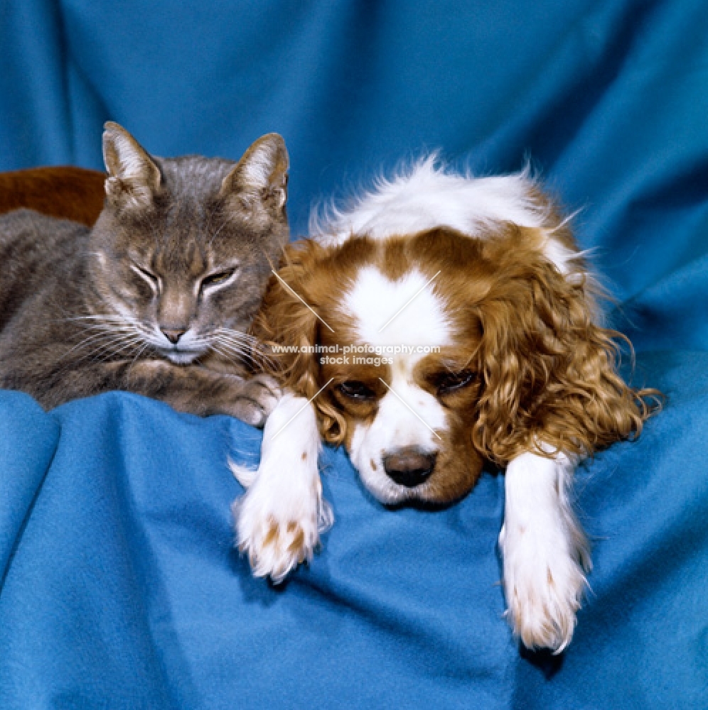 cavalier king charles spaniel with a friend, a half siamese cat