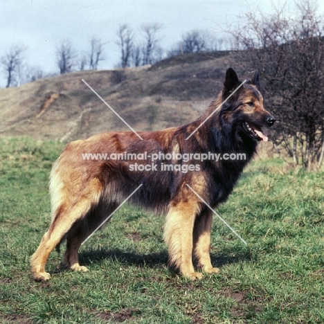tervueren, belgian shepherd dog on hillside