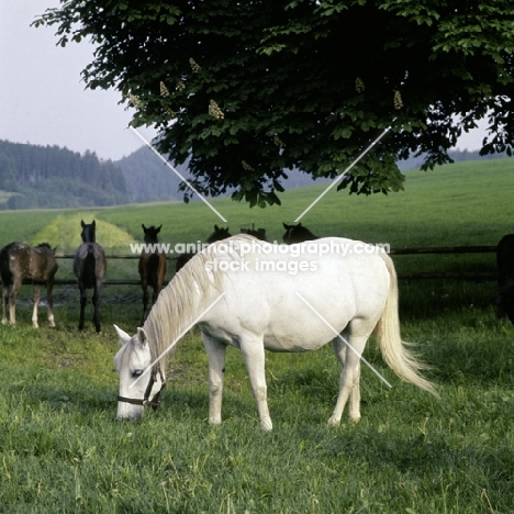 lipizzaner mare, with foals in background at piber