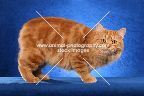 Cymric cat on blue background