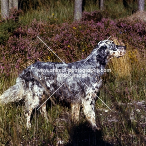 english setter near heather bushes