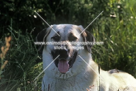 birici’s alphie, anatolian shepherd dog, portrait