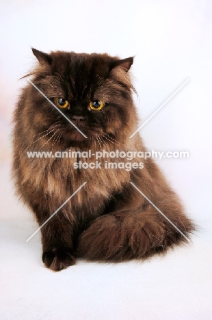 Chocolate Persian